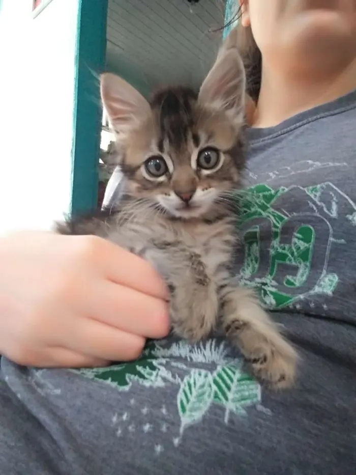Gato ra a Srd idade Abaixo de 2 meses nome Hanna