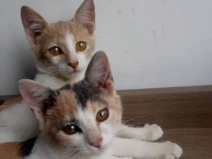 Gato ra a SRD idade 2 a 6 meses nome Leco e Rosinha