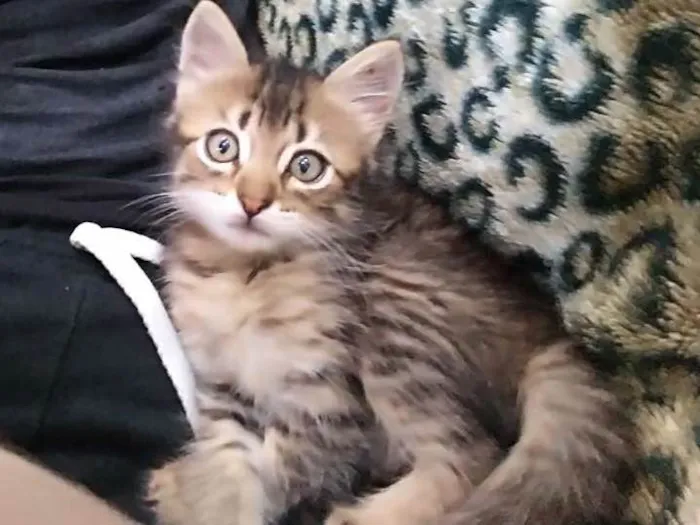Gato ra a Srd idade Abaixo de 2 meses nome Hanna