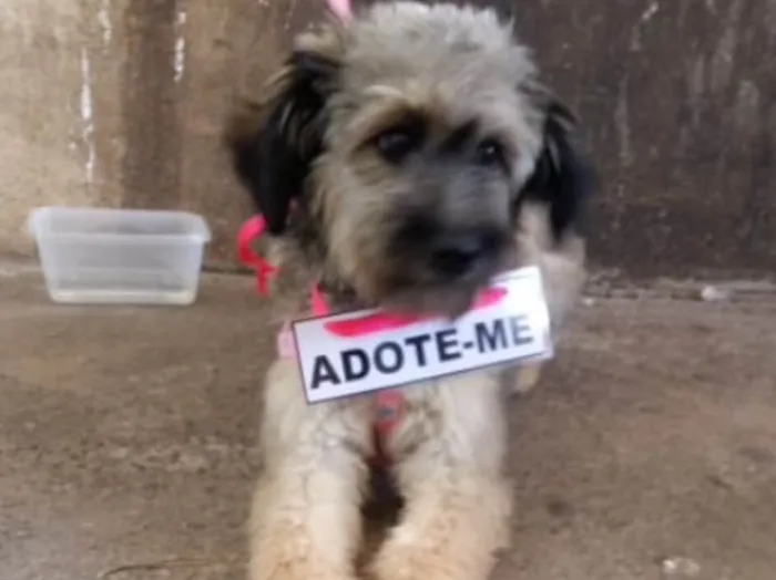 Cachorro ra a Mestiça idade 2 anos nome Dhara