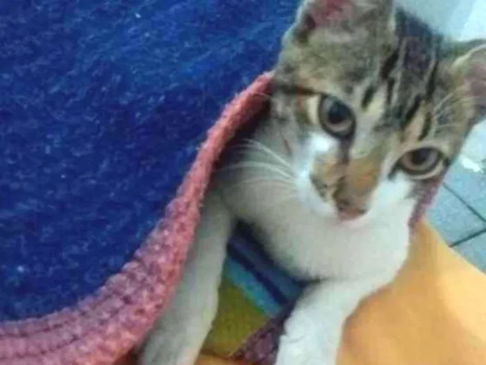 Gato ra a Rajado cinza com branco  idade 2 a 6 meses nome Gabriel