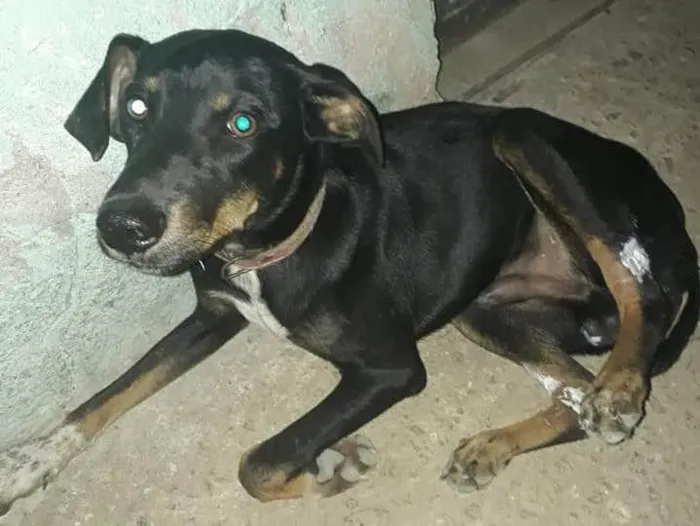 Cachorro ra a Indefinida idade 7 a 11 meses nome Sem nome