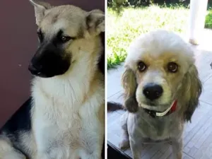 Cachorro raça Pastora e poodle idade 7 a 11 meses nome Maia e Cherry