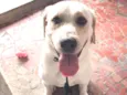 Spike
