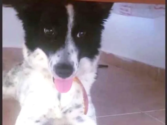 Cachorro ra a SRD idade 1 ano nome SEM NOME