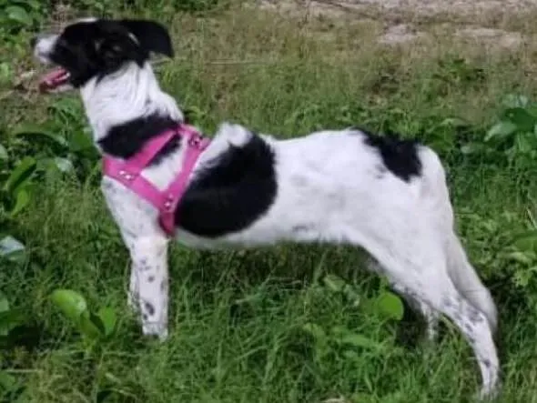 Cachorro ra a SRD idade 1 ano nome SEM NOME
