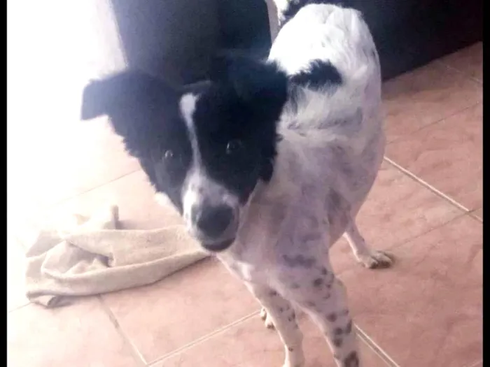 Cachorro ra a SRD idade 1 ano nome SEM NOME