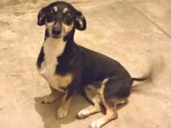 Cachorro ra a Vira-latas idade 5 anos nome Lilika