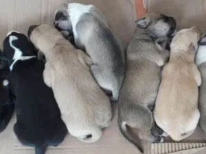 Cachorro raça Sem raça  idade Abaixo de 2 meses nome Sem nome