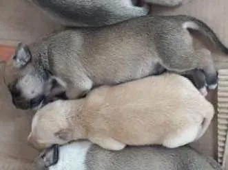 Cachorro raça Sem raça  idade Abaixo de 2 meses nome Sem nome