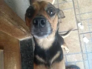 Cachorro raça SRD idade 4 anos nome Nina