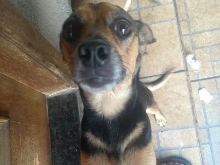 Cachorro ra a SRD idade 4 anos nome Nina