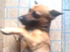 Cachorro raça SRD idade 3 anos nome Potôco