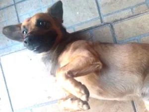 Cachorro raça SRD idade 3 anos nome Potôco