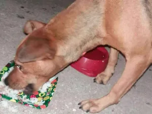 Cachorro raça Viralata idade 1 ano nome Boneca