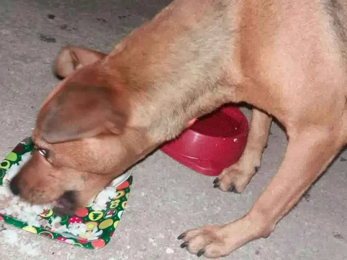 Cachorro raça Viralata idade 1 ano nome Boneca
