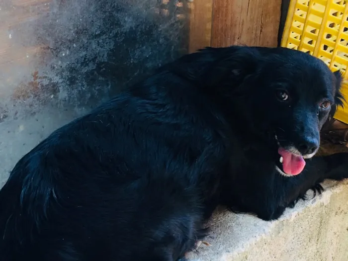 Cachorro raça Mista  idade 6 ou mais anos nome Alice 