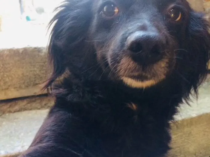 Cachorro raça Mista  idade 6 ou mais anos nome Alice 