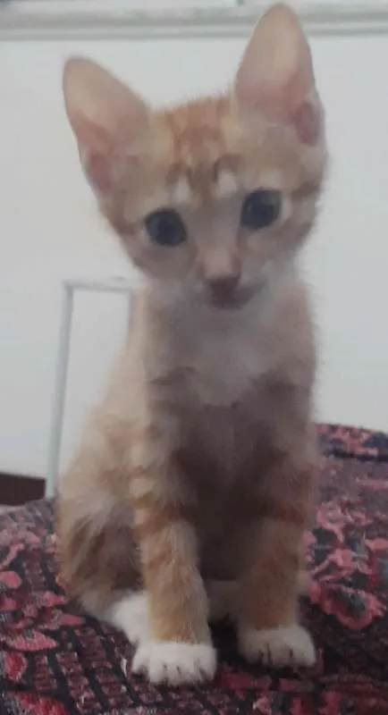 Gato raça Srd idade 2 a 6 meses nome Vários