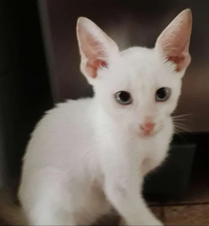 Gato raça Srd idade 2 a 6 meses nome Vários