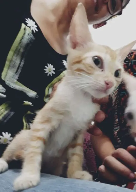 Gato raça Srd idade 2 a 6 meses nome Vários