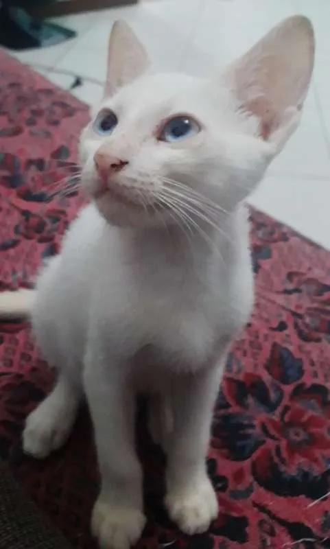 Gato raça Srd idade 2 a 6 meses nome Vários