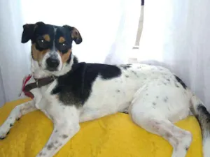 Cachorro raça Vira para  idade 5 anos nome VITAMINA 