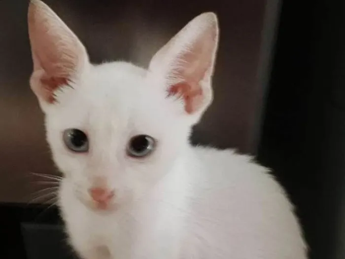 Gato raça Srd idade 2 a 6 meses nome Vários