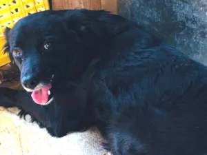 Cachorro raça Mista  idade 6 ou mais anos nome Alice 