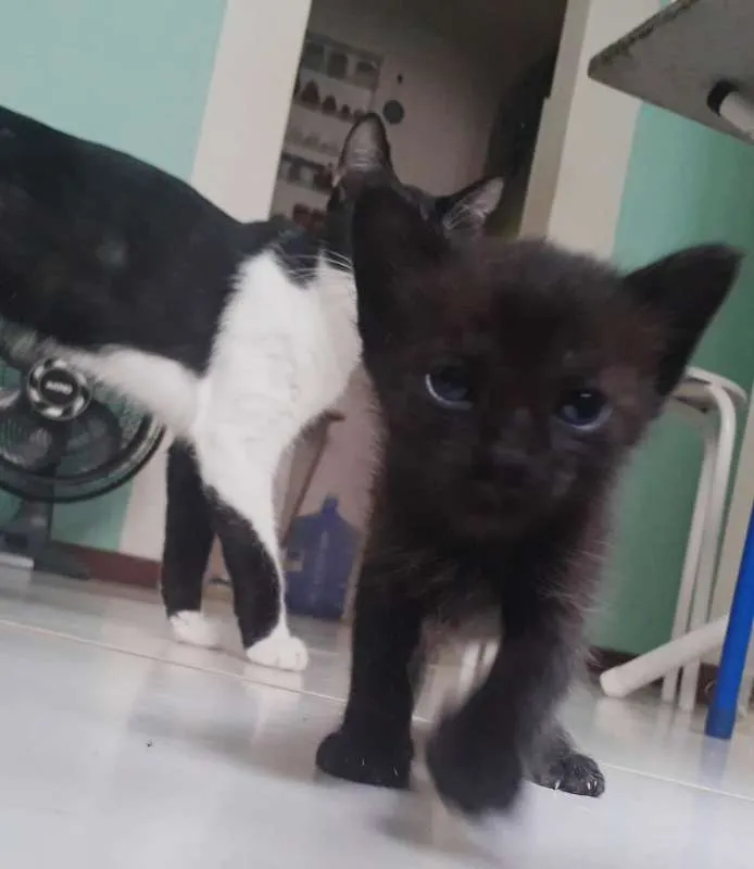 Gato raça SRD idade Abaixo de 2 meses nome Dupla Dinâmica