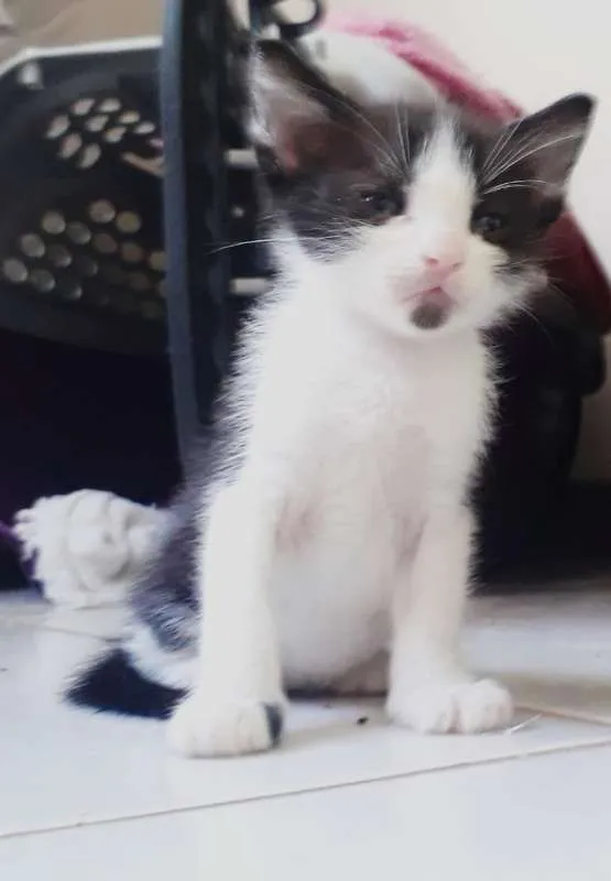 Gato raça SRD idade Abaixo de 2 meses nome Dupla Dinâmica