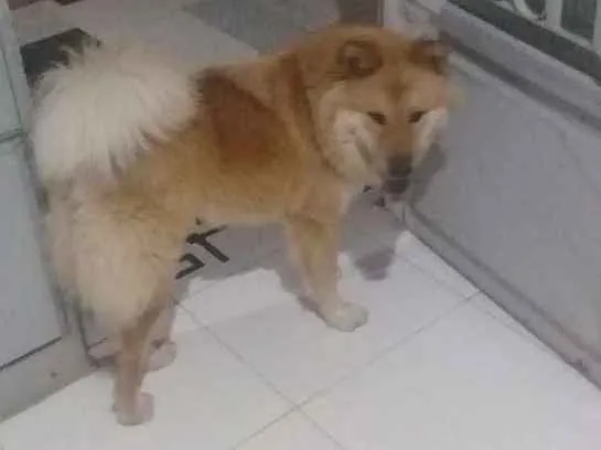 Cachorro ra a chau-chau idade 1 ano nome Princesa