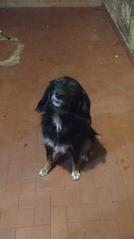 Cachorro raça Srd idade 3 anos nome Bob