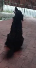 Bob