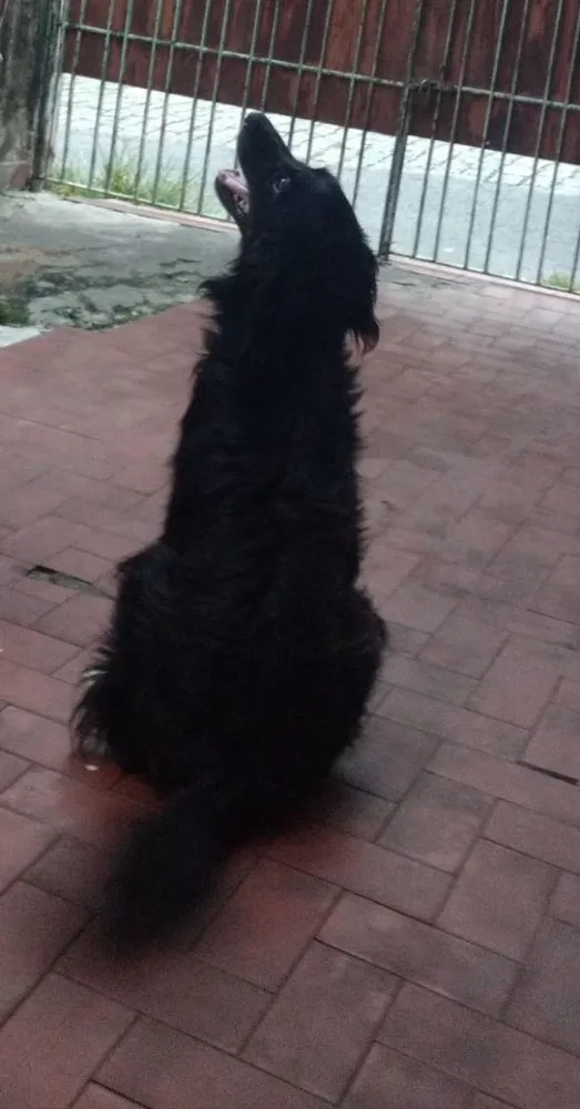 Cachorro raça Srd idade 3 anos nome Bob