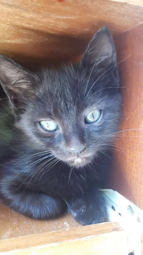 Gato ra a Vira lata  idade Abaixo de 2 meses nome Sem nome 