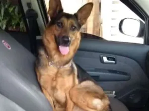 Cachorro raça Pastor alemão  idade 2 anos nome Lara