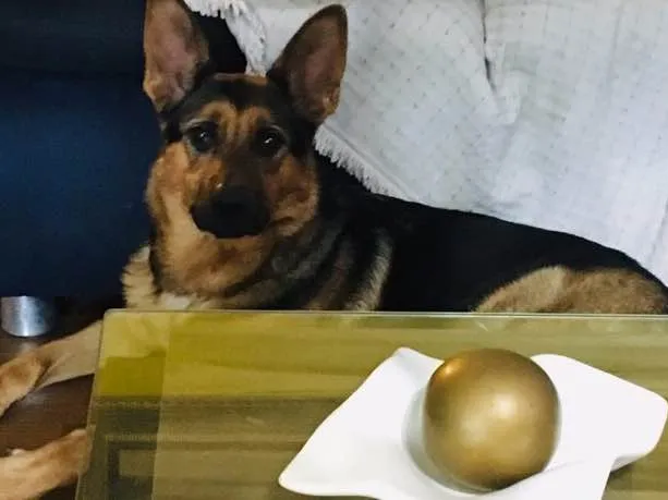 Cachorro ra a Pastor alemão  idade 2 anos nome Lara
