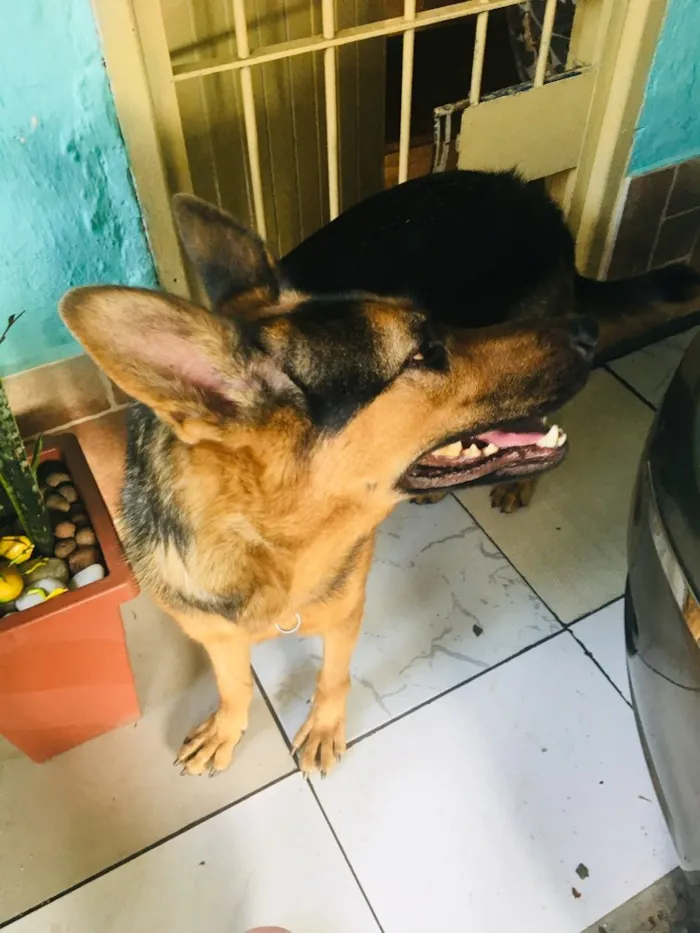 Cachorro ra a Pastor alemão  idade 2 anos nome Lara
