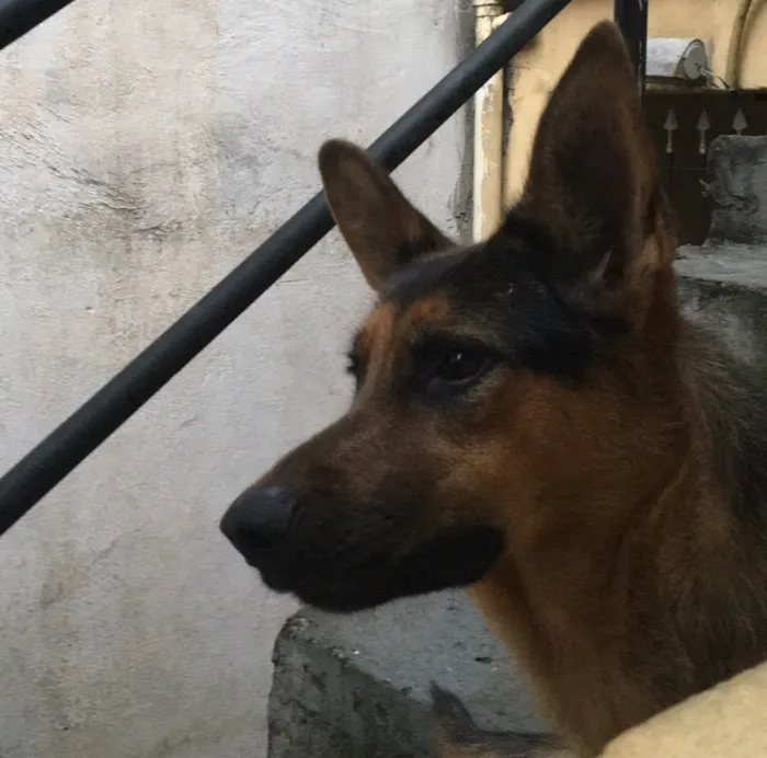 Cachorro ra a Pastor alemão  idade 2 anos nome Lara