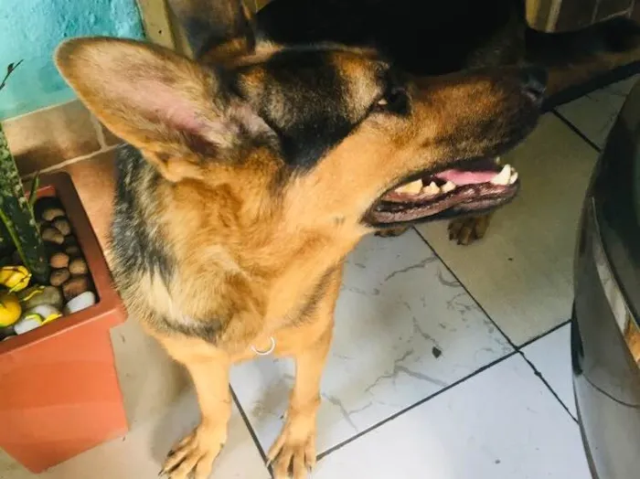 Cachorro ra a Pastor alemão  idade 2 anos nome Lara