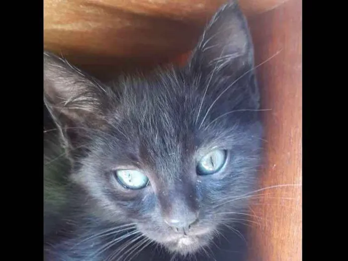 Gato ra a Vira lata  idade Abaixo de 2 meses nome Sem nome 