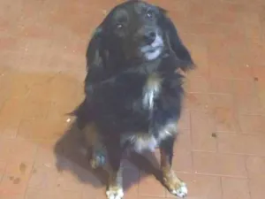 Cachorro raça Srd idade 3 anos nome Bob