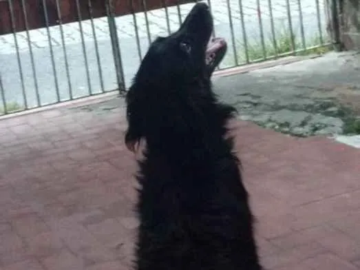 Cachorro raça Srd idade 3 anos nome Bob