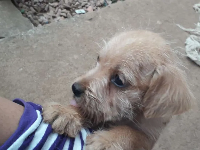 Cachorro raça SRD idade 2 a 6 meses nome Varios
