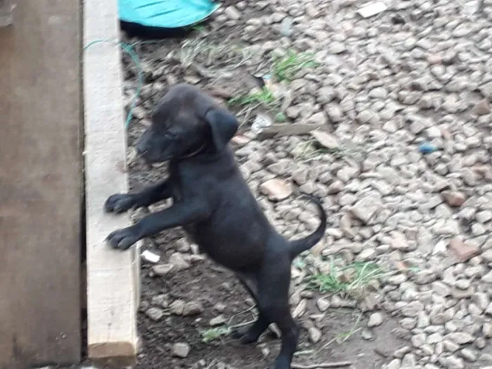 Cachorro raça SRD idade 2 a 6 meses nome Varios