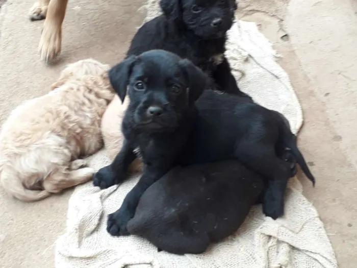 Cachorro raça SRD idade 2 a 6 meses nome Varios