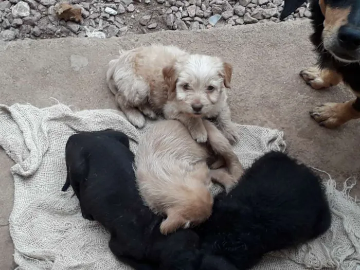Cachorro raça SRD idade 2 a 6 meses nome Varios