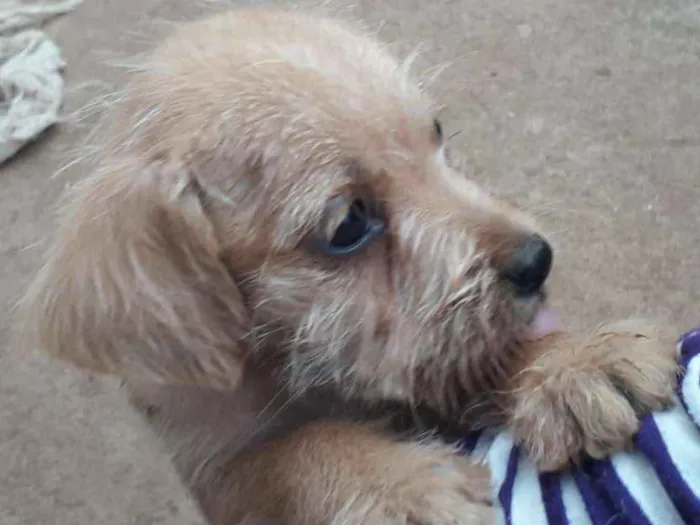 Cachorro raça SRD idade 2 a 6 meses nome Varios