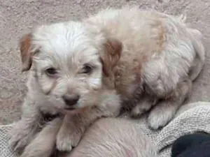 Cachorro raça SRD idade 2 a 6 meses nome Varios